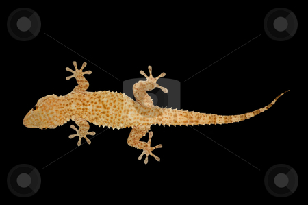 To use this stock image in your creative project, please select the size you need over to the right and click the "Add to Cart" button.
Your downloaded image will come with the Cutcaster watermark removed so don’t worry about the watermark you see on this page. House gecko lizard stock photo, Nocturnal house gecko reptile lizard against a black background. by sirylok
