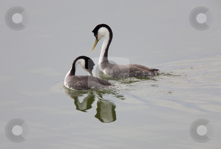 To use this stock image in your creative project, please select the size you need over to the right and click the "Add to Cart" button.
Your downloaded image will come with the Cutcaster watermark removed so don’t worry about the watermark you see on this page. Western Grebe on Lake stock photo, Western Grebe on Lake Saskatchewan Canada by Mark Duffy