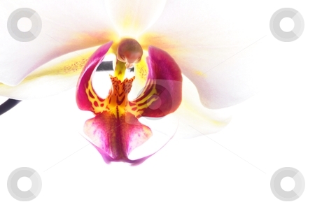To use this stock image in your creative project, please select the size you need over to the right and click the "Add to Cart" button.
Your downloaded image will come with the Cutcaster watermark removed so don’t worry about the watermark you see on this page. Orchid stock photo, orchid flower macro isolated on white background with copyspace by Gunnar Pippel