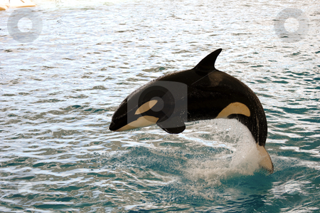 To use this stock image in your creative project, please select the size you need over to the right and click the "Add to Cart" button.
Your downloaded image will come with the Cutcaster watermark removed so don’t worry about the watermark you see on this page. Killer whale jumping stock photo, Killer whale is jumping in the water by Lars Christensen
