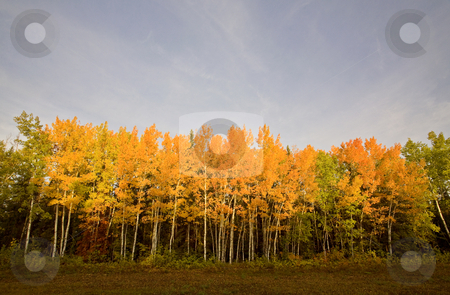 To use this stock image in your creative project, please select the size you need over to the right and click the "Add to Cart" button.
Your downloaded image will come with the Cutcaster watermark removed so don’t worry about the watermark you see on this page. Fall Autumn colors trees Manitoba Canada stock photo, Fall Autumn colors trees Manitoba Canada by Mark Duffy