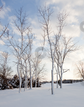 To use this stock image in your creative project, please select the size you need over to the right and click the "Add to Cart" button.
Your downloaded image will come with the Cutcaster watermark removed so don’t worry about the watermark you see on this page. Snow sticking to sides of tree trunks after storm stock photo, Heavy snowfall leaves bare trees covered in snow by Steven Heap