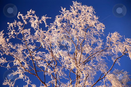 To use this stock image in your creative project, please select the size you need over to the right and click the "Add to Cart" button.
Your downloaded image will come with the Cutcaster watermark removed so don’t worry about the watermark you see on this page. Frozen tree in sunshine stock photo, Beautiful frozen tree icloseup in blue sky by Sasas Design