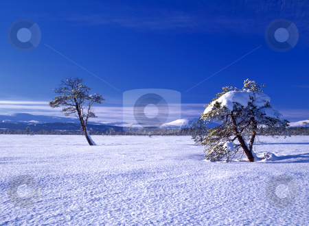 To use this stock image in your creative project, please select the size you need over to the right and click the "Add to Cart" button.
Your downloaded image will come with the Cutcaster watermark removed so don’t worry about the watermark you see on this page. Beautiful winter landscape of snowy trees stock photo, Beautiful winter landscape of snowy trees in sunshine by Sasas Design