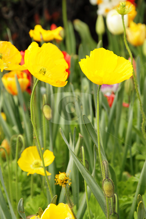 To use this stock image in your creative project, please select the size you need over to the right and click the "Add to Cart" button.
Your downloaded image will come with the Cutcaster watermark removed so don’t worry about the watermark you see on this page. Yellow poppies stock photo, Photo of bright yellow poppies in the garden by Olena Pupirina