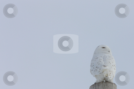 To use this stock image in your creative project, please select the size you need over to the right and click the "Add to Cart" button.
Your downloaded image will come with the Cutcaster watermark removed so don’t worry about the watermark you see on this page. Snowy Owl Canada stock photo, Snowy Owl Canada by Mark Duffy
