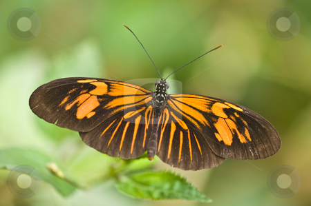 To use this stock image in your creative project, please select the size you need over to the right and click the "Add to Cart" button.
Your downloaded image will come with the Cutcaster watermark removed so don’t worry about the watermark you see on this page. Butterfly stock photo, closeup of a butterfly resting on a flower by Juliane Jacobs