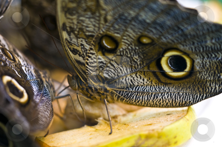 To use this stock image in your creative project, please select the size you need over to the right and click the "Add to Cart" button.
Your downloaded image will come with the Cutcaster watermark removed so don’t worry about the watermark you see on this page. Butterfly stock photo, closeup of a butterfly resting on a flower by Juliane Jacobs