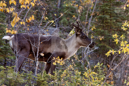 To use this stock image in your creative project, please select the size you need over to the right and click the "Add to Cart" button.
Your downloaded image will come with the Cutcaster watermark removed so don’t worry about the watermark you see on this page. Woodland Caribou along Alaska Highway in British Columbia stock photo, Woodland Caribou along Alaska Highway in British Columbia by Mark Duffy