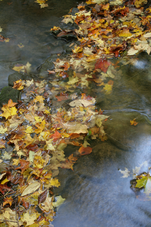 To use this stock image in your creative project, please select the size you need over to the right and click the "Add to Cart" button.
Your downloaded image will come with the Cutcaster watermark removed so don’t worry about the watermark you see on this page. Leaves in a Stream stock photo, A bunch of maple leaves in a stream in autumn. The shot was taken with a slow shutterspeed to give the water it's milky look.
by Chris Hill