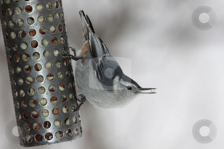 To use this stock image in your creative project, please select the size you need over to the right and click the "Add to Cart" button.
Your downloaded image will come with the Cutcaster watermark removed so don’t worry about the watermark you see on this page. Feeding White-breasted Nuthatch stock photo, A feeding white-breasted nuthatch (sitta carolinensis) with a piece of peanut in it's beak. by Chris Hill