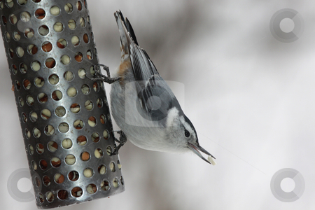 To use this stock image in your creative project, please select the size you need over to the right and click the "Add to Cart" button.
Your downloaded image will come with the Cutcaster watermark removed so don’t worry about the watermark you see on this page. Hungry White-breasted Nuthatch stock photo, A feeding white-breasted nuthatch (sitta carolinensis) with a piece of peanut in it's beak.
by Chris Hill