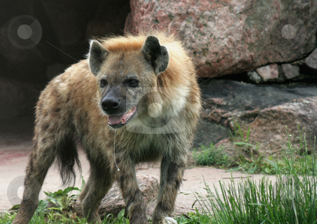 To use this stock image in your creative project, please select the size you need over to the right and click the "Add to Cart" button.
Your downloaded image will come with the Cutcaster watermark removed so don’t worry about the watermark you see on this page. Drooling Hyena stock photo, A spotted hyena, with drool hanging out of it's mouth. by Chris Hill