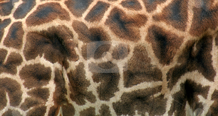 To use this stock image in your creative project, please select the size you need over to the right and click the "Add to Cart" button.
Your downloaded image will come with the Cutcaster watermark removed so don’t worry about the watermark you see on this page. Giraffe Hide stock photo, A close up of giraffe hide.
by Chris Hill