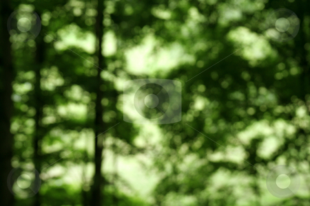 To use this stock image in your creative project, please select the size you need over to the right and click the "Add to Cart" button.
Your downloaded image will come with the Cutcaster watermark removed so don’t worry about the watermark you see on this page. Defocused Forest stock photo, A Defocused Forest cast in bright background light. by Chris Hill