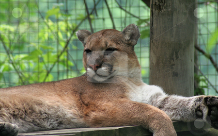 To use this stock image in your creative project, please select the size you need over to the right and click the "Add to Cart" button.
Your downloaded image will come with the Cutcaster watermark removed so don’t worry about the watermark you see on this page. Calm Cougar stock photo, A calm cougar resting in a zoo. by Chris Hill