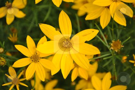 To use this stock image in your creative project, please select the size you need over to the right and click the "Add to Cart" button.
Your downloaded image will come with the Cutcaster watermark removed so don’t worry about the watermark you see on this page. Colored flowers stock photo, colored flowers in spring with a bouquet and excellent parks and gardens to beautify homes by freeteo