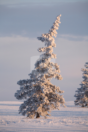 To use this stock image in your creative project, please select the size you need over to the right and click the "Add to Cart" button.
Your downloaded image will come with the Cutcaster watermark removed so don’t worry about the watermark you see on this page. Frost covered Spruce trees stock photo, Frost covered Spruce trees by Mark Duffy