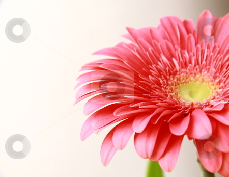 To use this stock image in your creative project, please select the size you need over to the right and click the "Add to Cart" button.
Your downloaded image will come with the Cutcaster watermark removed so don’t worry about the watermark you see on this page. Close-up pink gerbera flower, isolated on white stock photo, Close-up pink gerbera flower, isolated on white by Olga Kriger