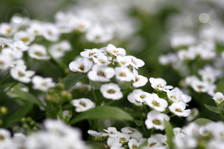 To use this stock image in your creative project, please select the size you need over to the right and click the "Add to Cart" button.
Your downloaded image will come with the Cutcaster watermark removed so don’t worry about the watermark you see on this page. Clear crystal white alyssum stock photo, large group of small clear crystal white alyssum close up by Henrik Lehnerer