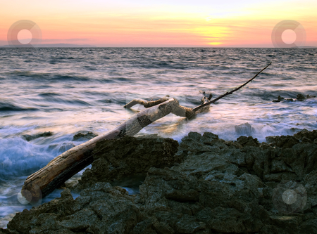 To use this stock image in your creative project, please select the size you need over to the right and click the "Add to Cart" button.
Your downloaded image will come with the Cutcaster watermark removed so don’t worry about the watermark you see on this page. Sea debris stock photo, Tree trunk as debris on the rocky coast of the Adriatic Sea by Sinisa Botas