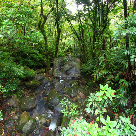 To use this stock image in your creative project, please select the size you need over to the right and click the "Add to Cart" button.
Your downloaded image will come with the Cutcaster watermark removed so don’t worry about the watermark you see on this page. El Yunque National Forest stock photo, View of the famous El Yunque Rainforest of Puerto Rico. by Jason Ross