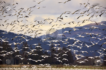 To use this stock image in your creative project, please select the size you need over to the right and click the "Add to Cart" button.
Your downloaded image will come with the Cutcaster watermark removed so don’t worry about the watermark you see on this page. Thousands of Snow Geese Flying and Taking Off stock photo, Thousands of Snow Geese Flying Across Mountain
Black dots in background are not sensor spots by the black wings of snow geese in the distance by William Perry