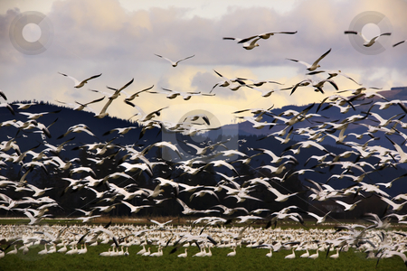 To use this stock image in your creative project, please select the size you need over to the right and click the "Add to Cart" button.
Your downloaded image will come with the Cutcaster watermark removed so don’t worry about the watermark you see on this page. Thousands of Snow Geese Flying to Clouds stock photo, Thousands of Snow Geese Flying To Clouds
by William Perry