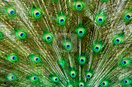 To use this stock image in your creative project, please select the size you need over to the right and click the "Add to Cart" button.
Your downloaded image will come with the Cutcaster watermark removed so don’t worry about the watermark you see on this page. Peacock Feathers stock photo, Peacock tail feathers in green and blue by Vividrange