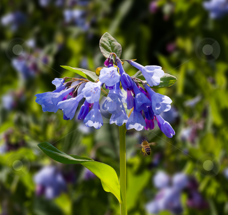 To use this stock image in your creative project, please select the size you need over to the right and click the "Add to Cart" button.
Your downloaded image will come with the Cutcaster watermark removed so don’t worry about the watermark you see on this page. Close up of bluebells in April stock photo, Fresh wild bluebells in a forest in the spring as the blooms start to blossom and a bee pollinates the flower by Steven Heap