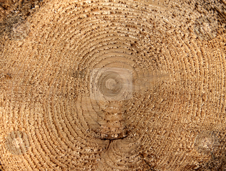To use this stock image in your creative project, please select the size you need over to the right and click the "Add to Cart" button.
Your downloaded image will come with the Cutcaster watermark removed so don’t worry about the watermark you see on this page. Tree Rings Macro stock photo, A close-up of the cross section of a tree, displaying annual rings.
by Chris Hill
