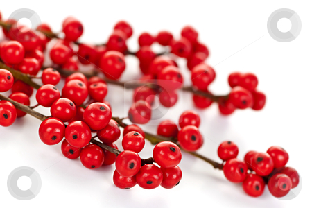 To use this stock image in your creative project, please select the size you need over to the right and click the "Add to Cart" button.
Your downloaded image will come with the Cutcaster watermark removed so don’t worry about the watermark you see on this page. Red Christmas berries stock photo, Winterberry Christmas branches with red holly berries by Elena Elisseeva