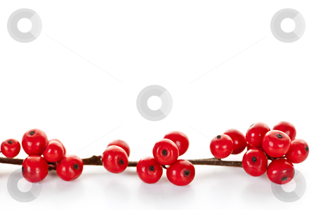 To use this stock image in your creative project, please select the size you need over to the right and click the "Add to Cart" button.
Your downloaded image will come with the Cutcaster watermark removed so don’t worry about the watermark you see on this page. Red Christmas berries stock photo, One winterberry Christmas branch with red holly berries by Elena Elisseeva