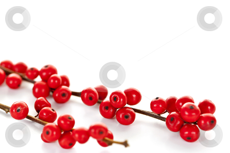 To use this stock image in your creative project, please select the size you need over to the right and click the "Add to Cart" button.
Your downloaded image will come with the Cutcaster watermark removed so don’t worry about the watermark you see on this page. Red Christmas berries stock photo, Winterberry Christmas branches with red holly berries by Elena Elisseeva