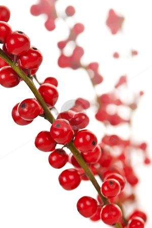 To use this stock image in your creative project, please select the size you need over to the right and click the "Add to Cart" button.
Your downloaded image will come with the Cutcaster watermark removed so don’t worry about the watermark you see on this page. Red Christmas berries stock photo, Winterberry Christmas branches with red holly berries by Elena Elisseeva