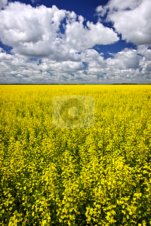 To use this stock image in your creative project, please select the size you need over to the right and click the "Add to Cart" button.
Your downloaded image will come with the Cutcaster watermark removed so don’t worry about the watermark you see on this page. Canola field stock photo, Agricultural landscape of canola or rapeseed farm field in Manitoba, Canada by Elena Elisseeva