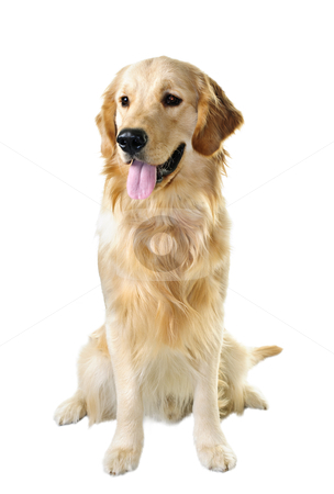 To use this stock image in your creative project, please select the size you need over to the right and click the "Add to Cart" button.
Your downloaded image will come with the Cutcaster watermark removed so don’t worry about the watermark you see on this page. Golden retriever dog stock photo, Golden retriever pet dog sitting isolated on white background by Elena Elisseeva