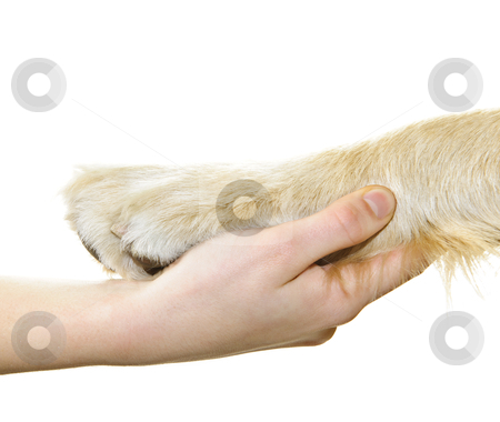 To use this stock image in your creative project, please select the size you need over to the right and click the "Add to Cart" button.
Your downloaded image will come with the Cutcaster watermark removed so don’t worry about the watermark you see on this page. Human hand holding dog paw stock photo, Human hand holding dog paw isolated on white background by Elena Elisseeva