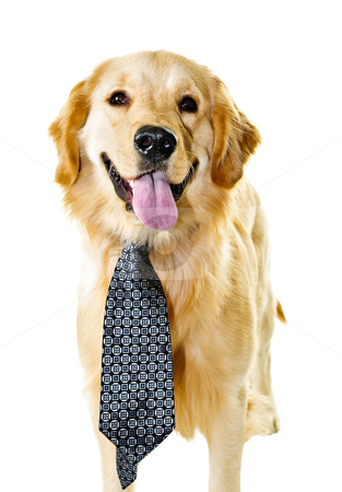 To use this stock image in your creative project, please select the size you need over to the right and click the "Add to Cart" button.
Your downloaded image will come with the Cutcaster watermark removed so don’t worry about the watermark you see on this page. Golden retriever dog wearing a tie stock photo, Funny golden retriever dog wearing tie isolated on white background by Elena Elisseeva