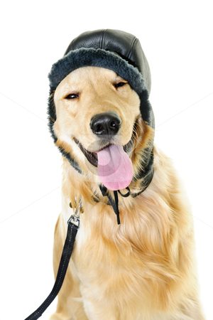 To use this stock image in your creative project, please select the size you need over to the right and click the "Add to Cart" button.
Your downloaded image will come with the Cutcaster watermark removed so don’t worry about the watermark you see on this page. Golden retriever dog wearing winter hat stock photo, Funny golden retriever dog wearing winter hat isolated on white background by Elena Elisseeva