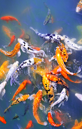 To use this stock image in your creative project, please select the size you need over to the right and click the "Add to Cart" button.
Your downloaded image will come with the Cutcaster watermark removed so don’t worry about the watermark you see on this page. Koi fish in pond stock photo, Colorful koi fish at surface of pond by Elena Elisseeva