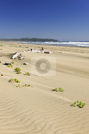 To use this stock image in your creative project, please select the size you need over to the right and click the "Add to Cart" button.
Your downloaded image will come with the Cutcaster watermark removed so don’t worry about the watermark you see on this page. Sandy beach on Pacific ocean in Canada stock photo, Long Beach in Pacific Rim National park, Vancouver Island, Canada by Elena Elisseeva