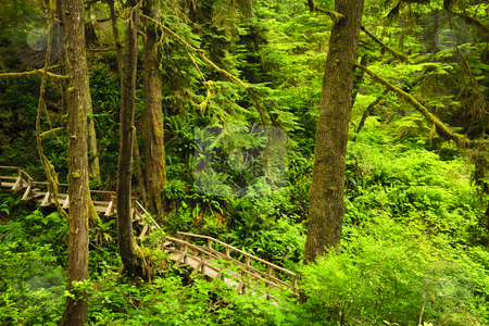 To use this stock image in your creative project, please select the size you need over to the right and click the "Add to Cart" button.
Your downloaded image will come with the Cutcaster watermark removed so don’t worry about the watermark you see on this page. Path in temperate rainforest stock photo, Wooden path through temperate rain forest. Pacific Rim National Park, British Columbia Canada by Elena Elisseeva