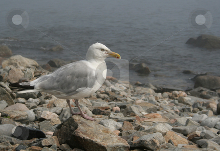 To use this stock image in your creative project, please select the size you need over to the right and click the "Add to Cart" button.
Your downloaded image will come with the Cutcaster watermark removed so don’t worry about the watermark you see on this page. American Herring Gull stock photo, An American Herring Gull (Larus smithsonianus), shot in Acadia National Park, in Maine, USA.
by Chris Hill
