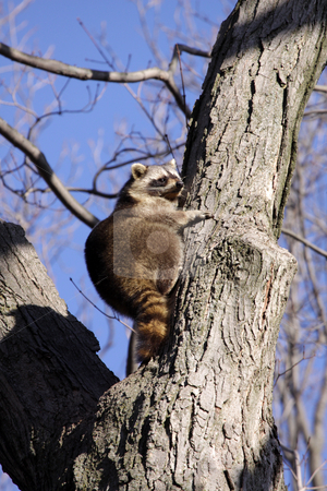 To use this stock image in your creative project, please select the size you need over to the right and click the "Add to Cart" button.
Your downloaded image will come with the Cutcaster watermark removed so don’t worry about the watermark you see on this page. Perched Raccoon stock photo, A raccoon (Procyon lotor) perched in a tree.
by Chris Hill