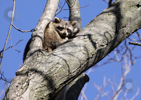 To use this stock image in your creative project, please select the size you need over to the right and click the "Add to Cart" button.
Your downloaded image will come with the Cutcaster watermark removed so don’t worry about the watermark you see on this page. Raccoons in Tree stock photo, Two raccoons (Procyon lotor) perched in a tree. (nose of the 2nd one is visible)
by Chris Hill