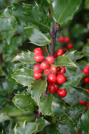 To use this stock image in your creative project, please select the size you need over to the right and click the "Add to Cart" button.
Your downloaded image will come with the Cutcaster watermark removed so don’t worry about the watermark you see on this page. Red Holly Berries stock photo, Wet holly berries on a holly bush.
by Chris Hill