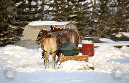 To use this stock image in your creative project, please select the size you need over to the right and click the "Add to Cart" button.
Your downloaded image will come with the Cutcaster watermark removed so don’t worry about the watermark you see on this page. Horse drawn sled in winter stock photo, Horse drawn sled in winter by Mark Duffy