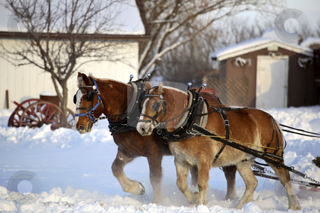 To use this stock image in your creative project, please select the size you need over to the right and click the "Add to Cart" button.
Your downloaded image will come with the Cutcaster watermark removed so don’t worry about the watermark you see on this page. Horse drawn sled in winter stock photo, Horse drawn sled in winter by Mark Duffy