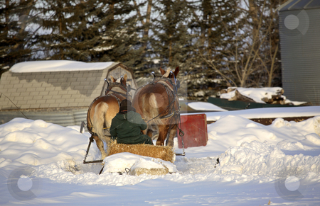 To use this stock image in your creative project, please select the size you need over to the right and click the "Add to Cart" button.
Your downloaded image will come with the Cutcaster watermark removed so don’t worry about the watermark you see on this page. Horse drawn sled in winter stock photo, Horse drawn sled in winter by Mark Duffy